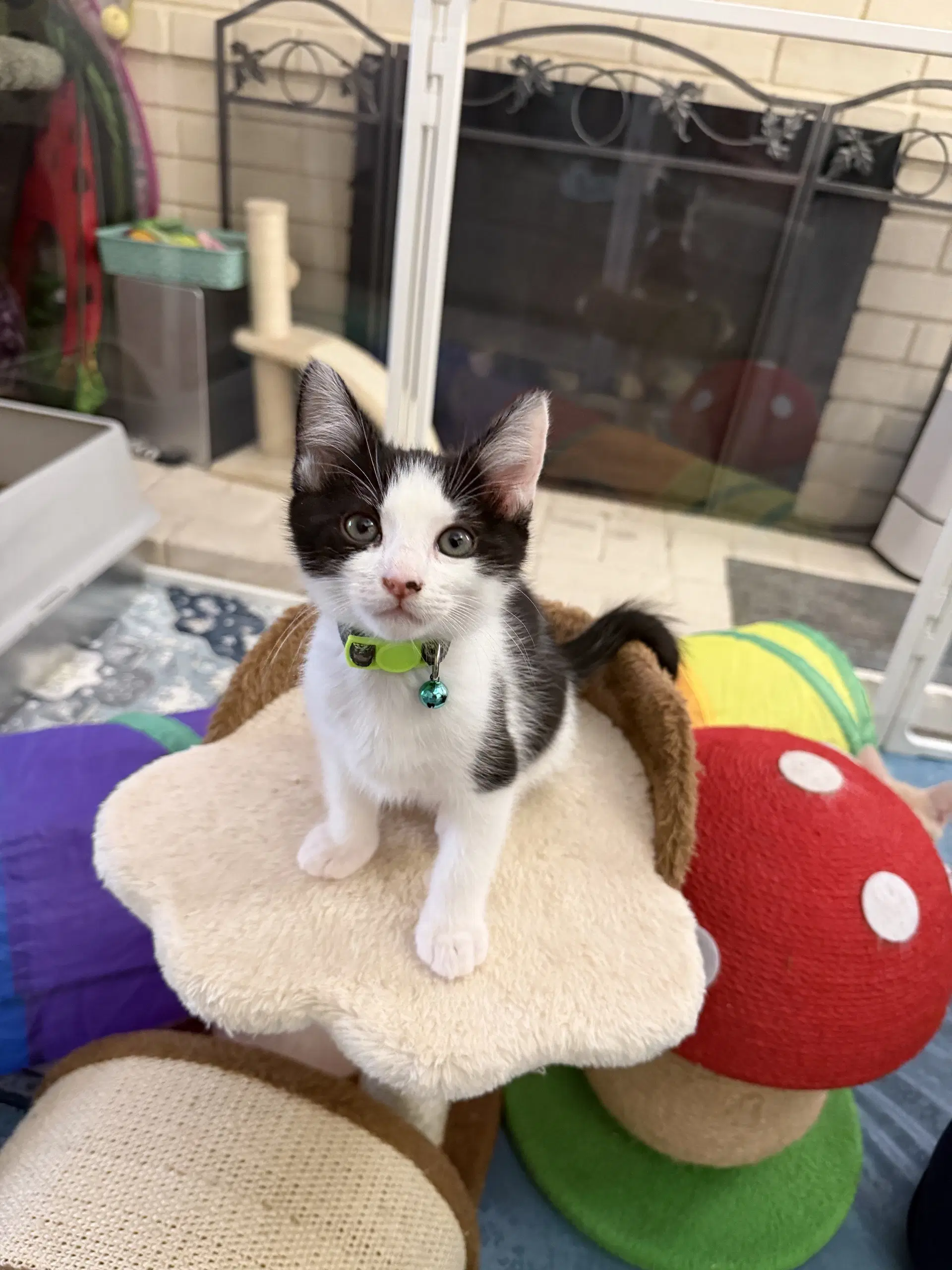 Jersey - Domestic Short Hair