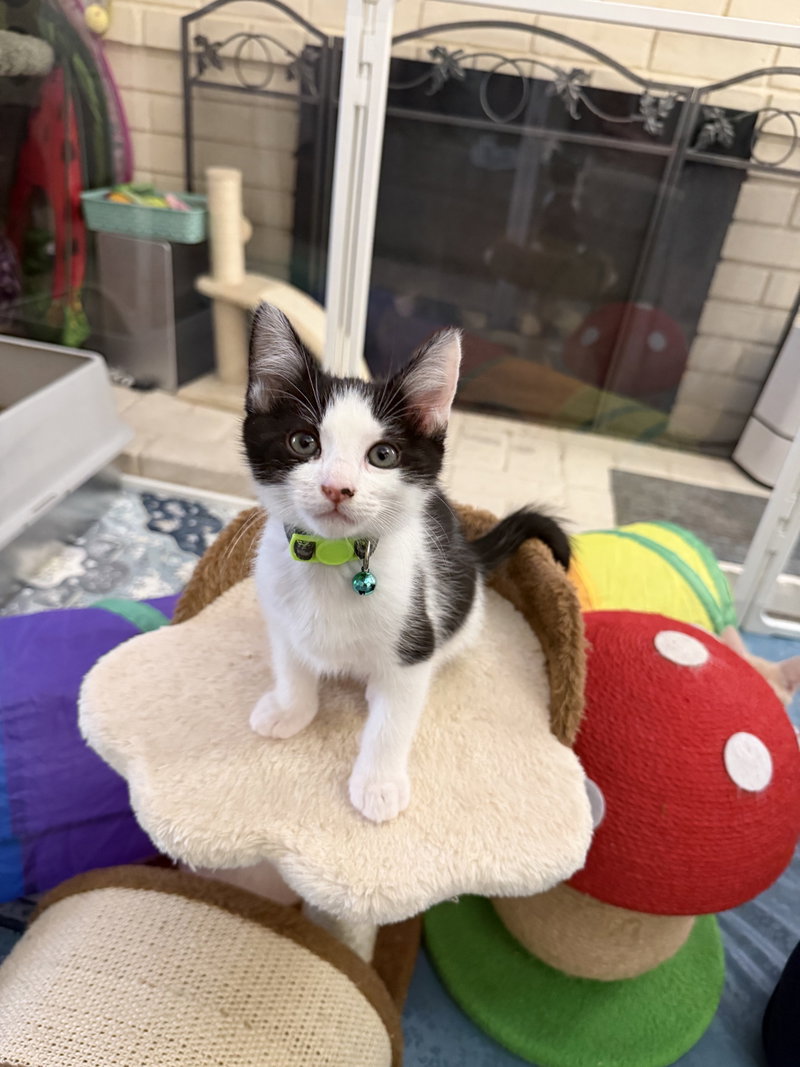 Jersey, a male kitten up for adoption