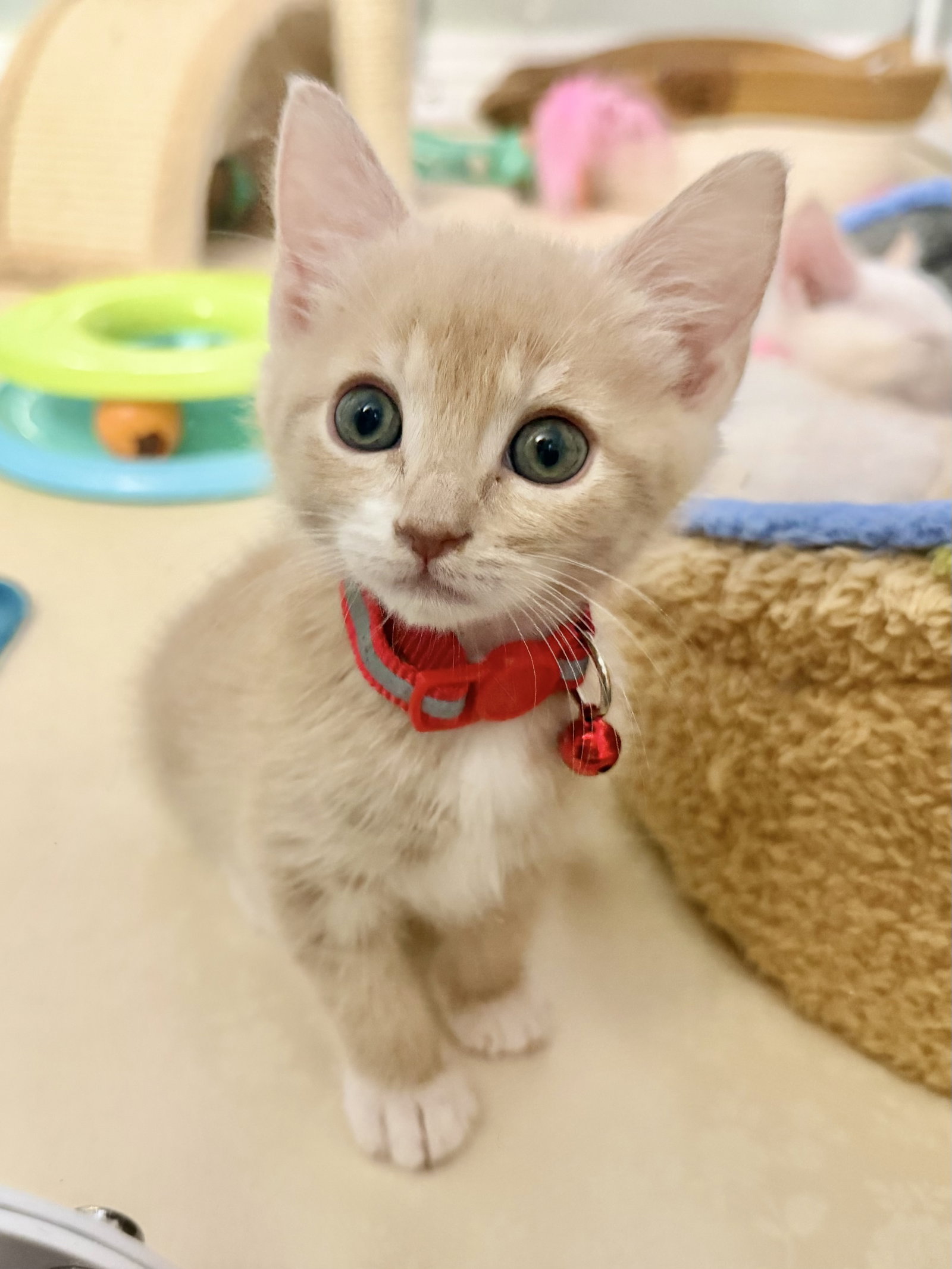 Montana, Domestic Short Hair