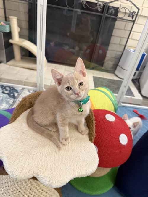 Tennesse, a cat for adoption from Ditto's Rescue, Every Animal Matters