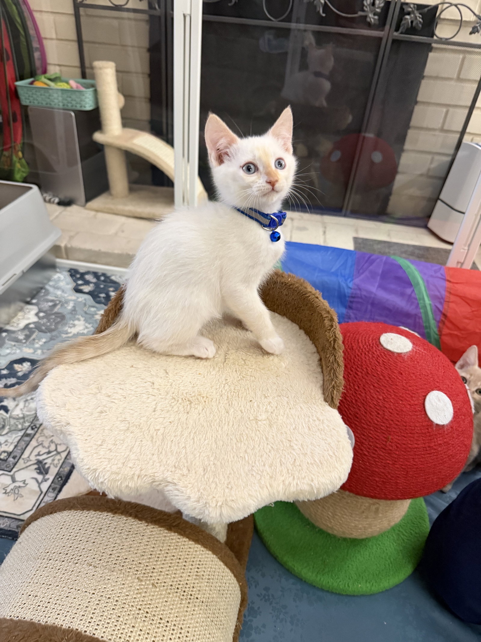 Indiana, Domestic Short Hair