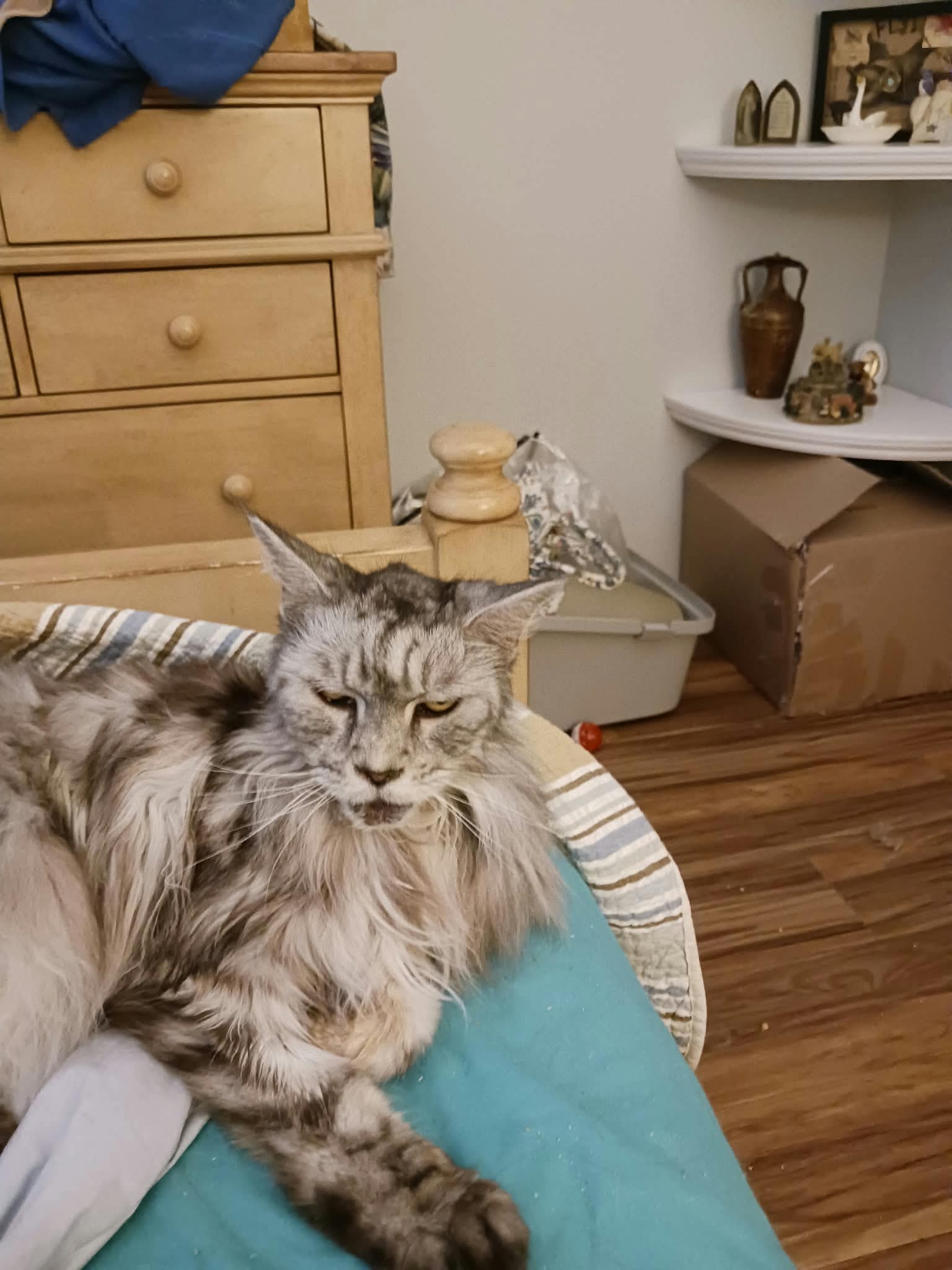 Zsa Zsa & Eva, Maine Coon