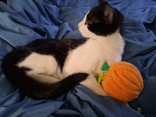 Michael courtesy post, a cat for adoption from Ditto's Rescue, Every Animal Matters