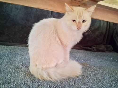 Zen courtesy post, a cat for adoption from Ditto's Rescue, Every Animal Matters