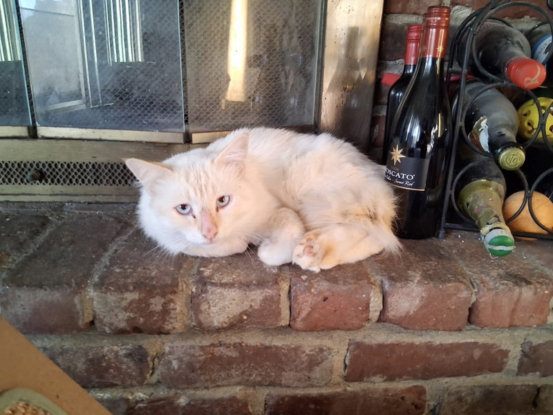 Zen, photo 3