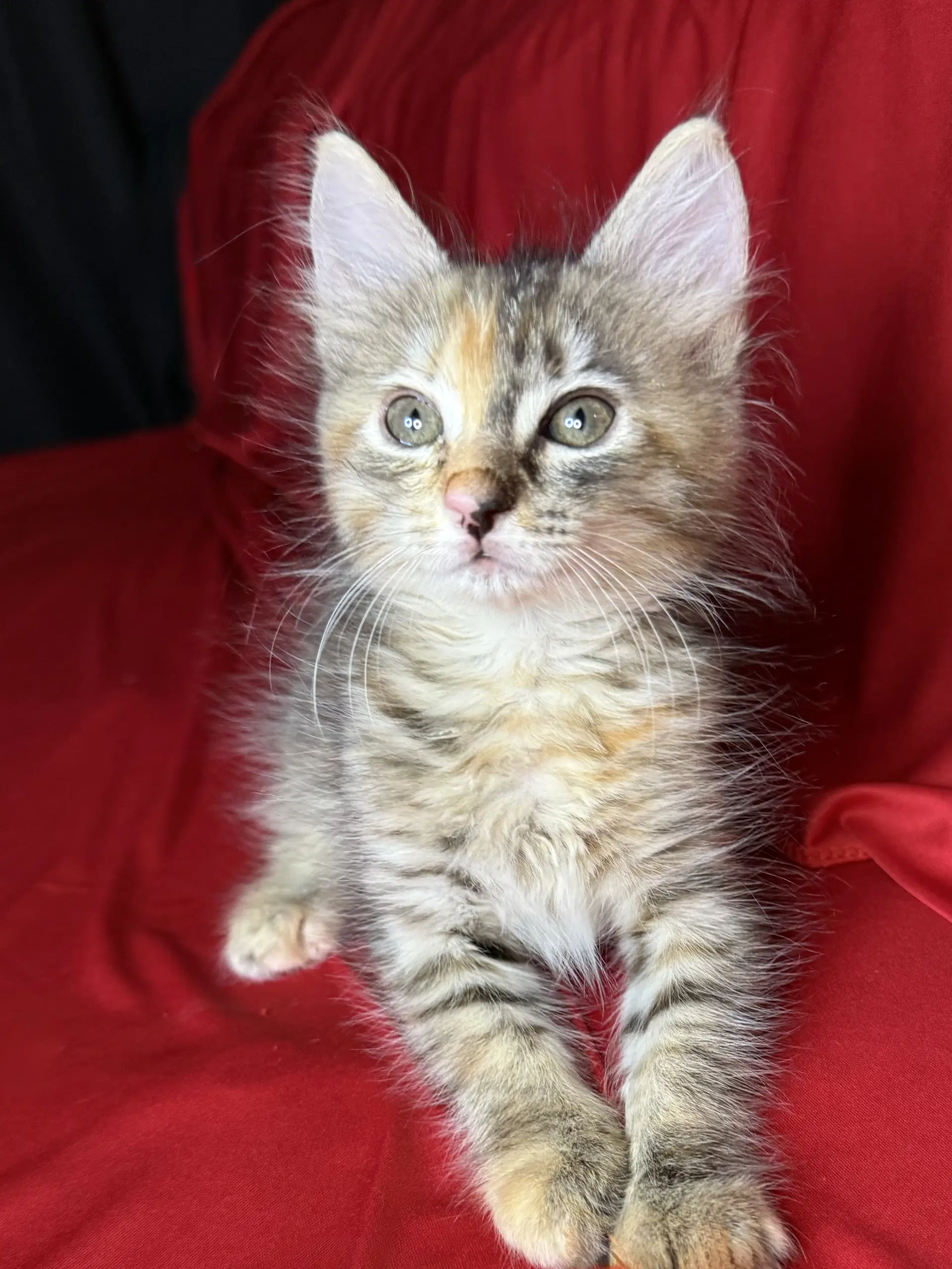 Patch - Torbie