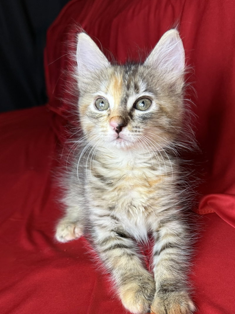 Patch, a female Torbie kitten up for adoption