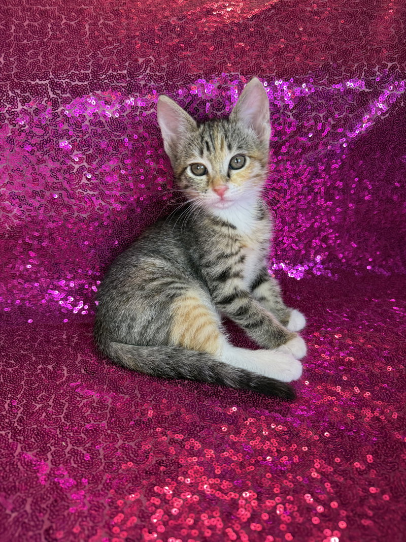 Possum, a female Calico kitten up for adoption