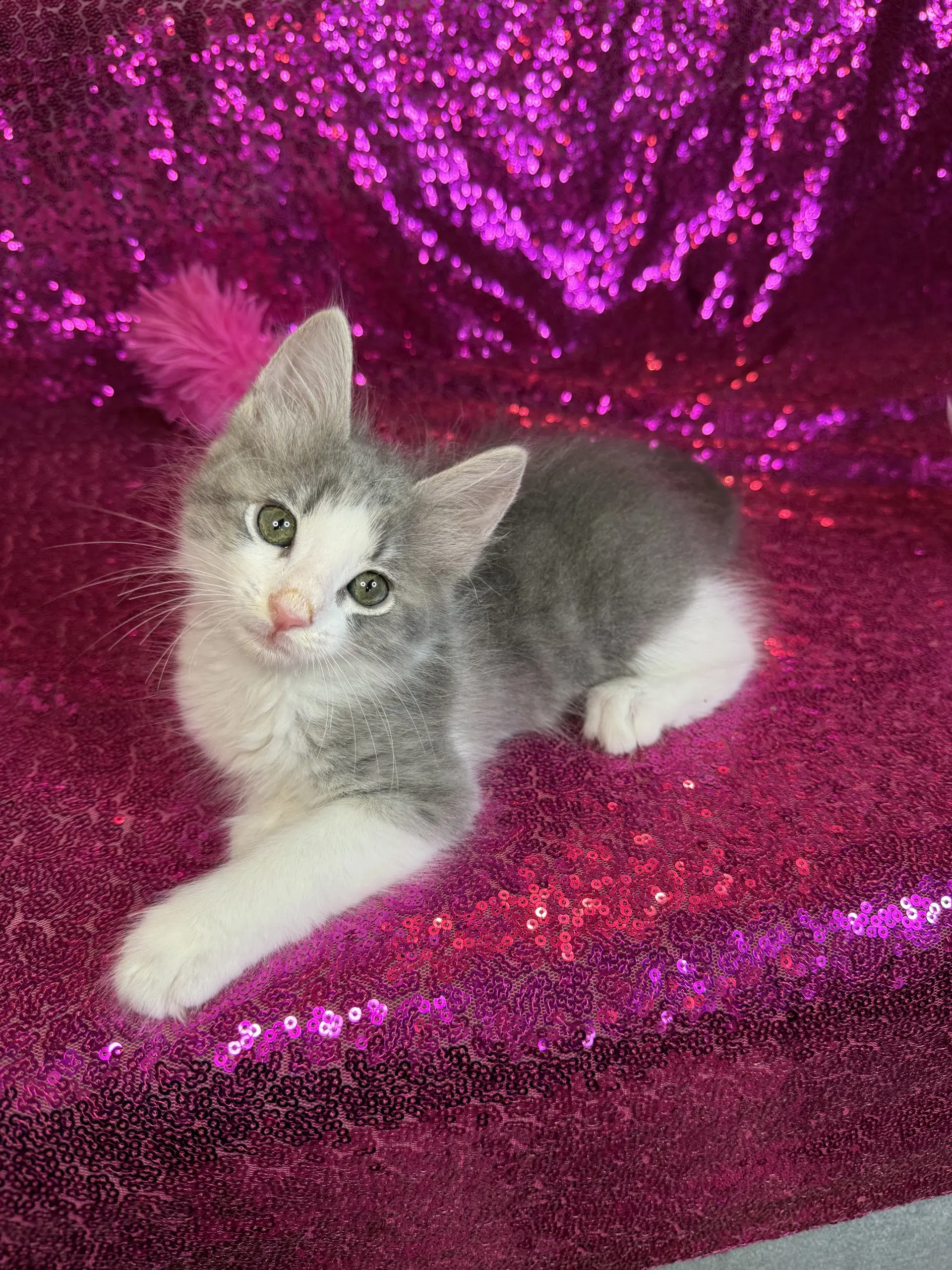 Fancy - Tabby