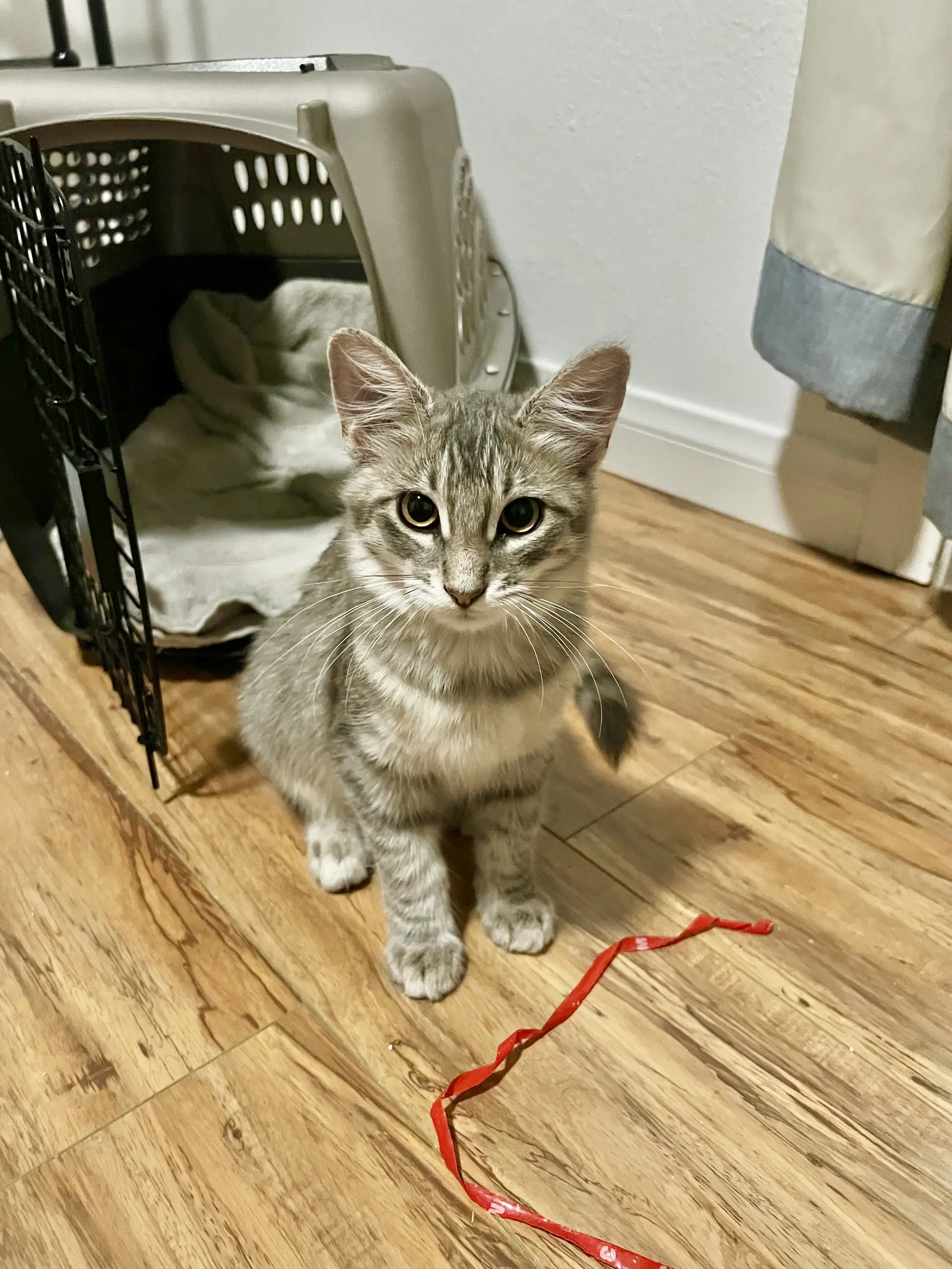 Fluffy - Tabby