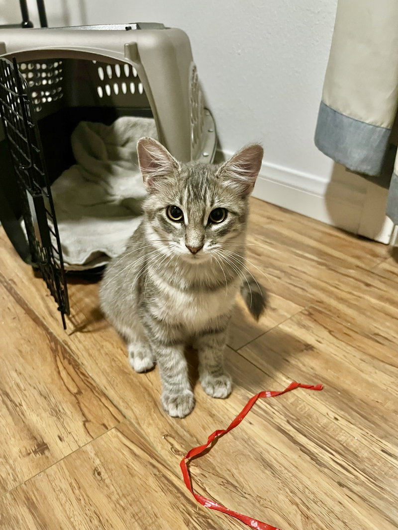 Fluffy, a female Tabby kitten up for adoption