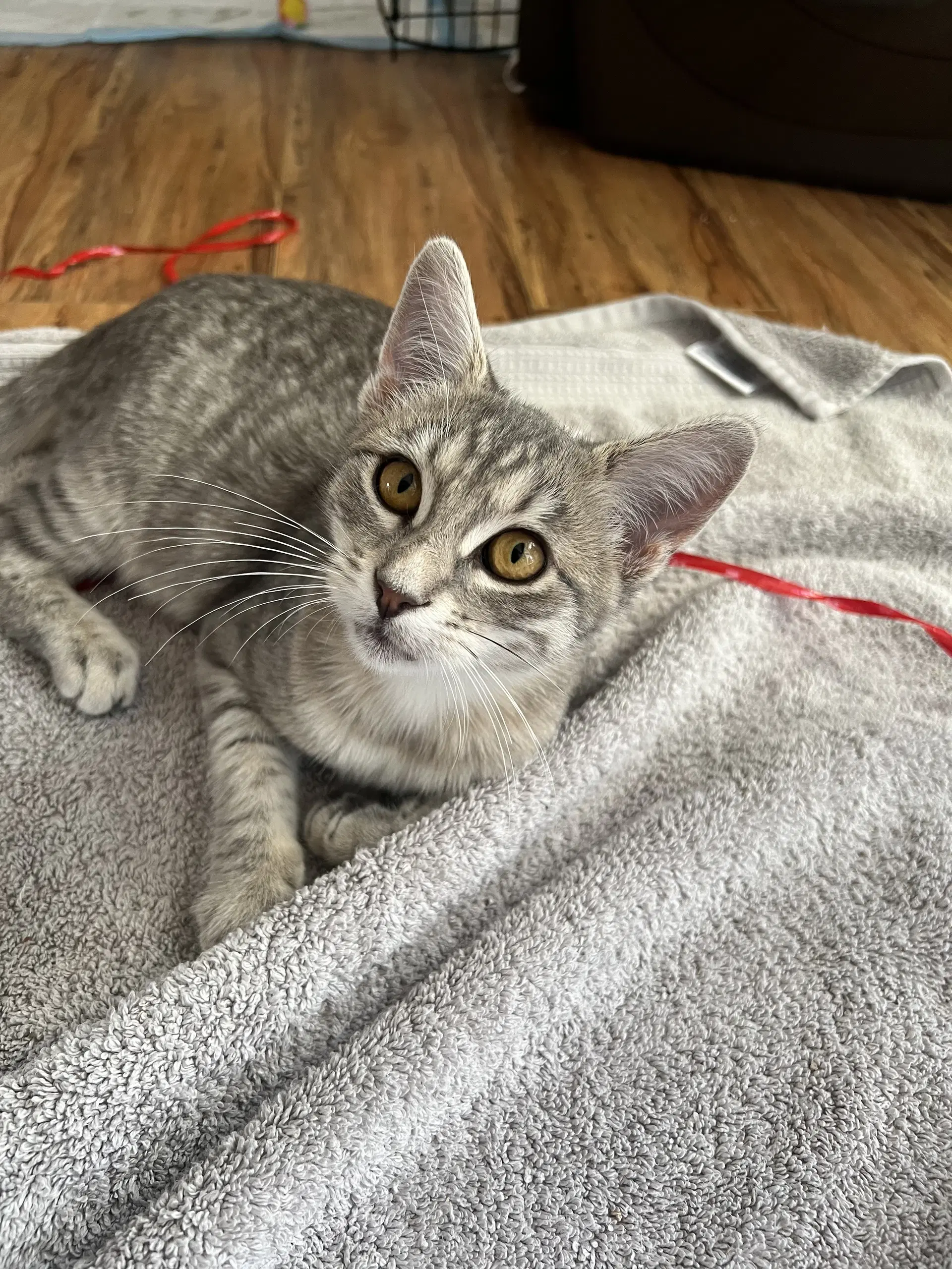 Sammi - Tabby