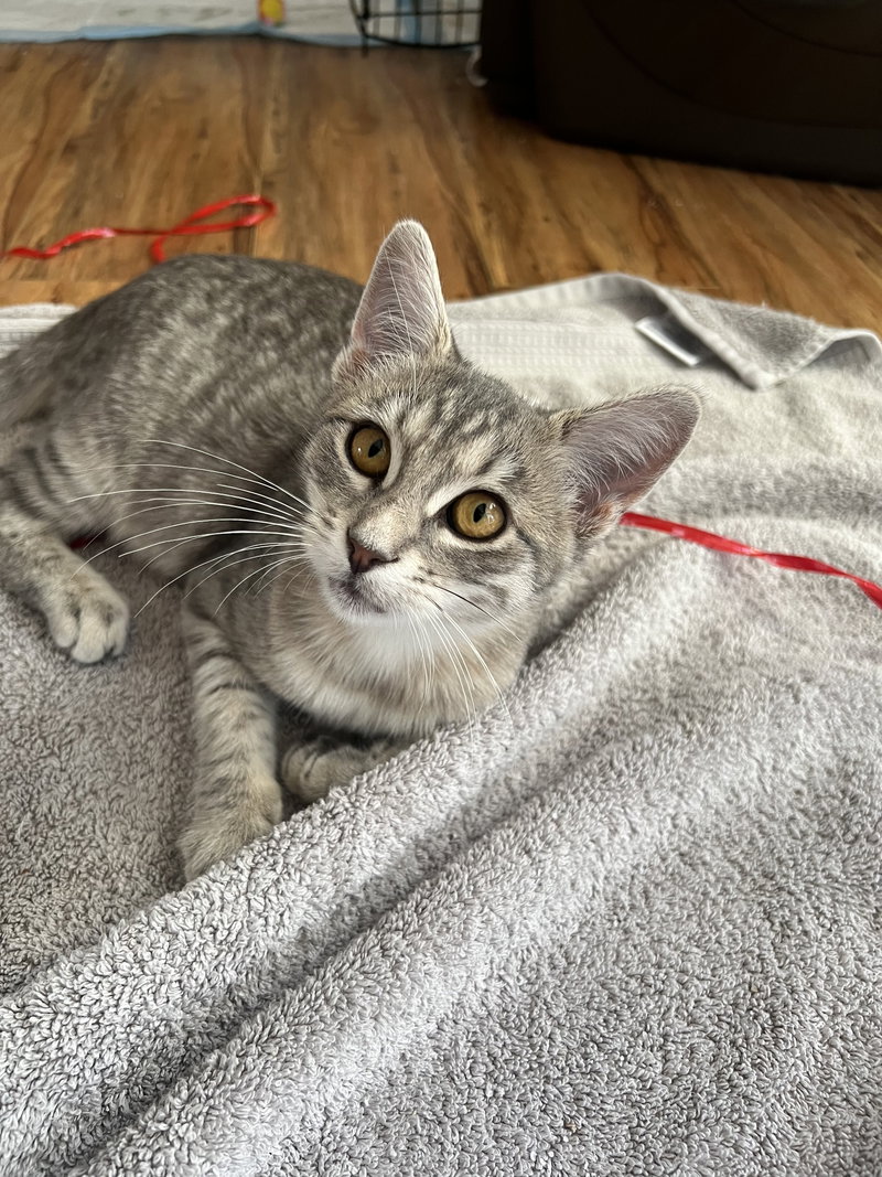 Sammi, a female Tabby kitten up for adoption
