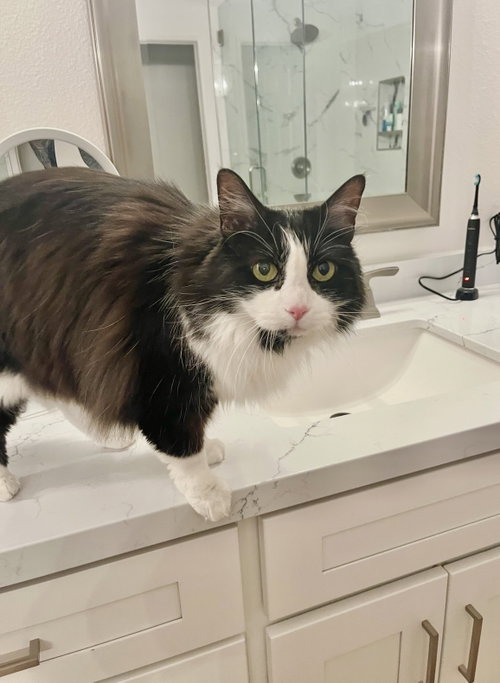 Bella Rose, Domestic Long Hair / Tuxedo / Mixed (long coat)
