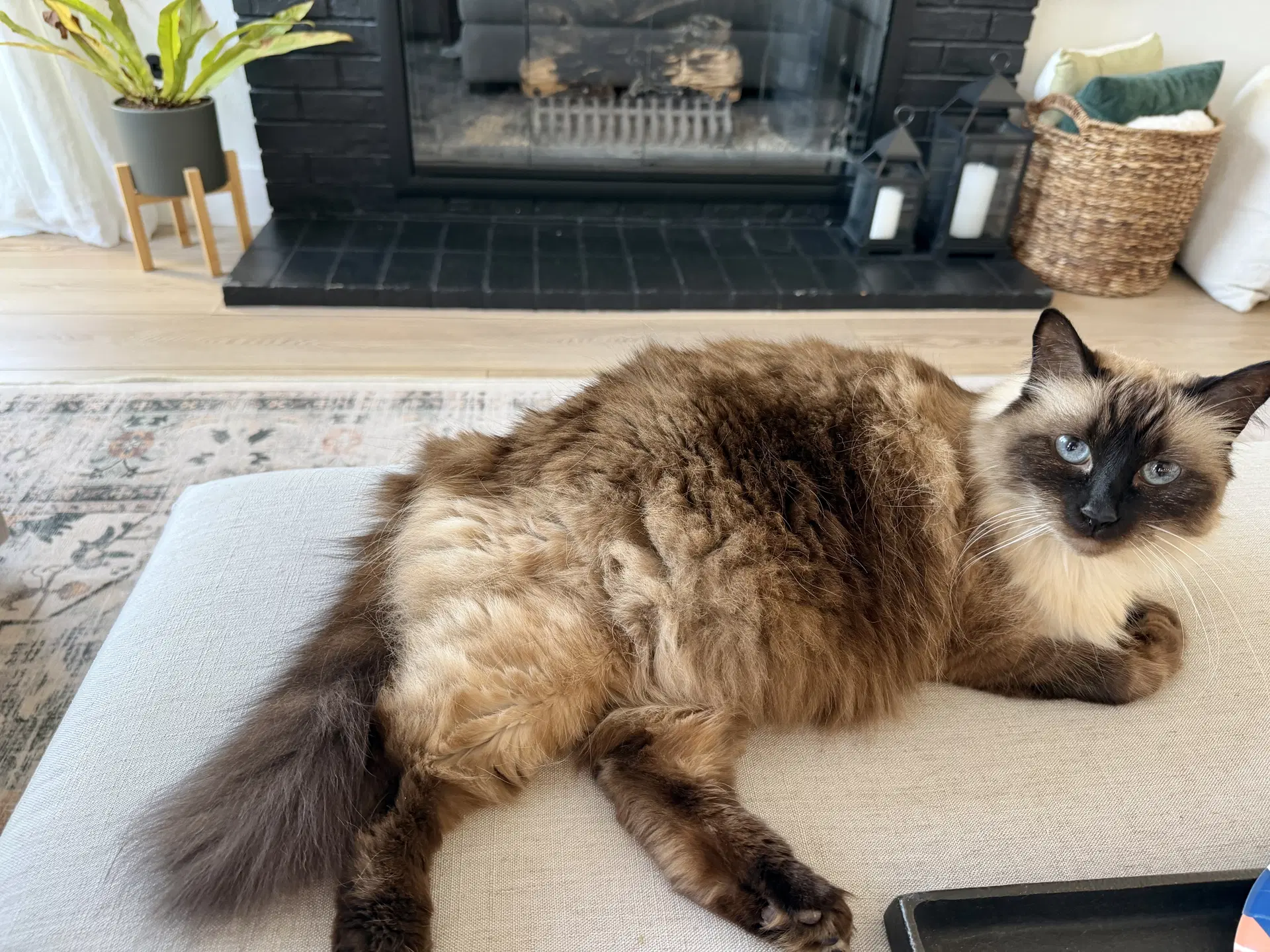 Charlie Rose - Siamese