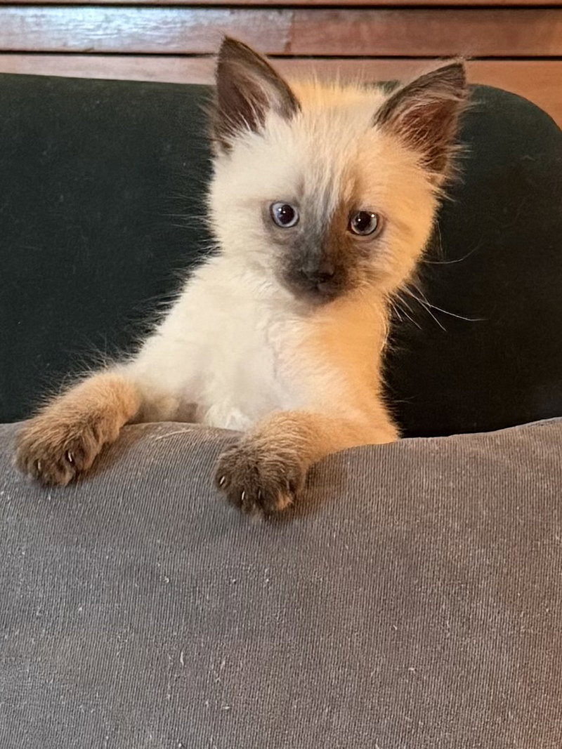 Ben and Jerry, male Siamese kittens up for adoption