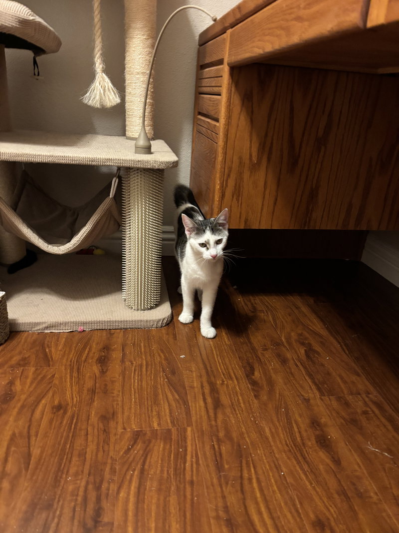 Vince, photo 3