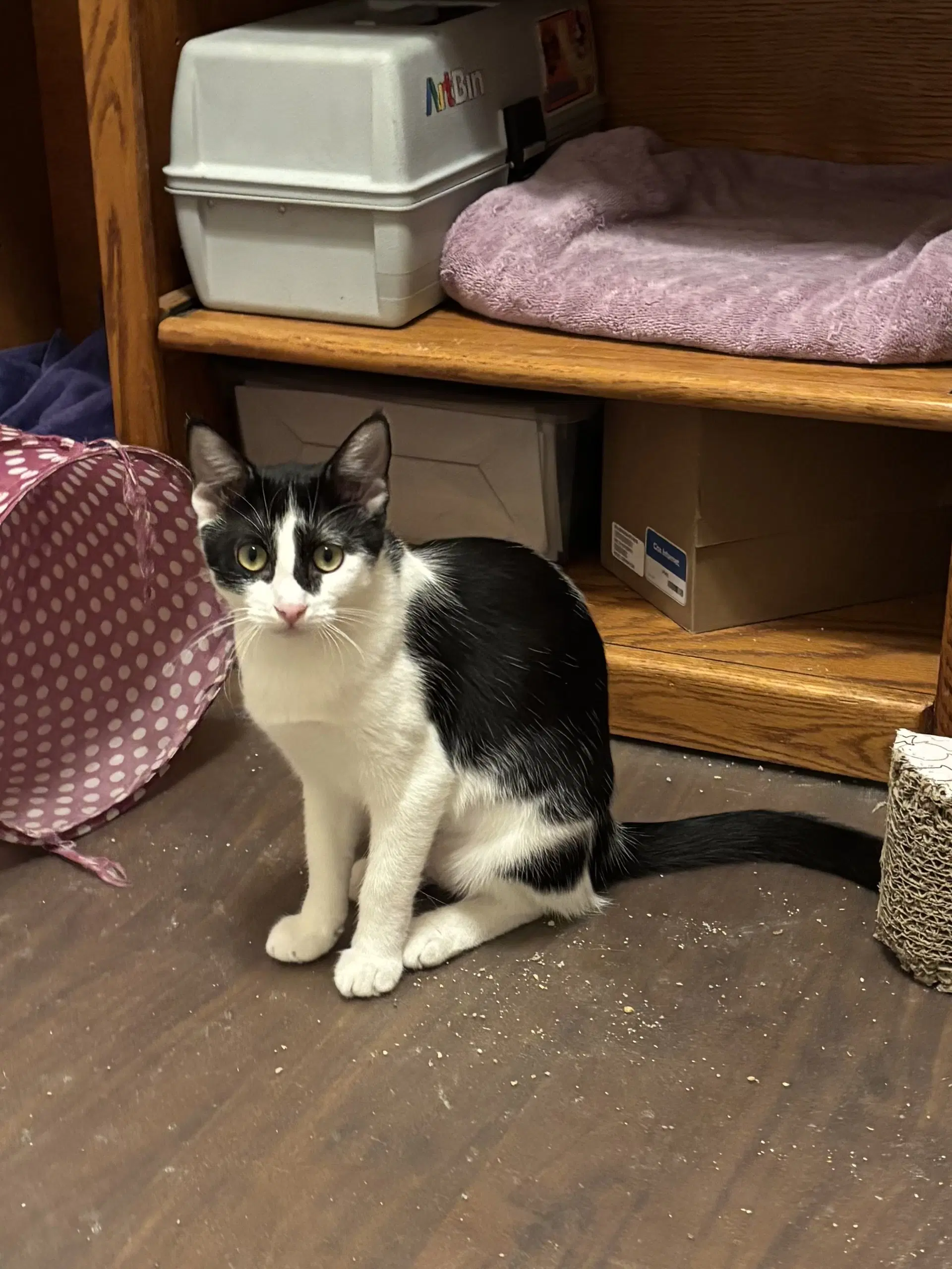 Valeria - Tuxedo