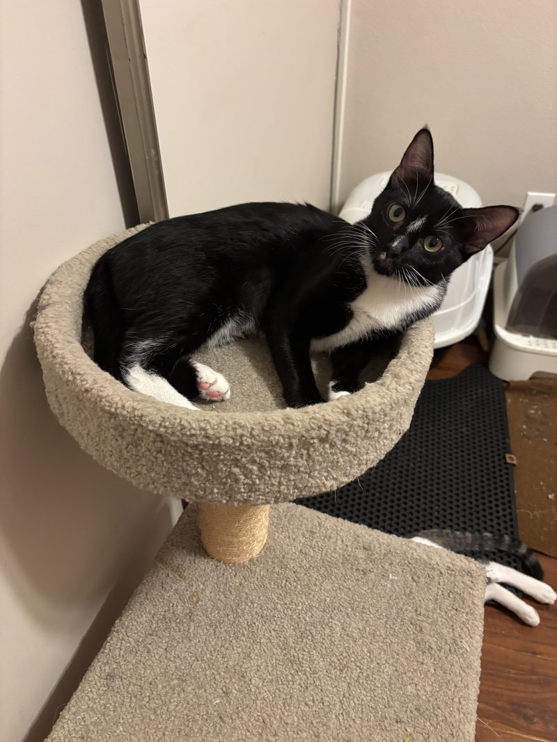 Vivian, a young female Tuxedo cat up for adoption