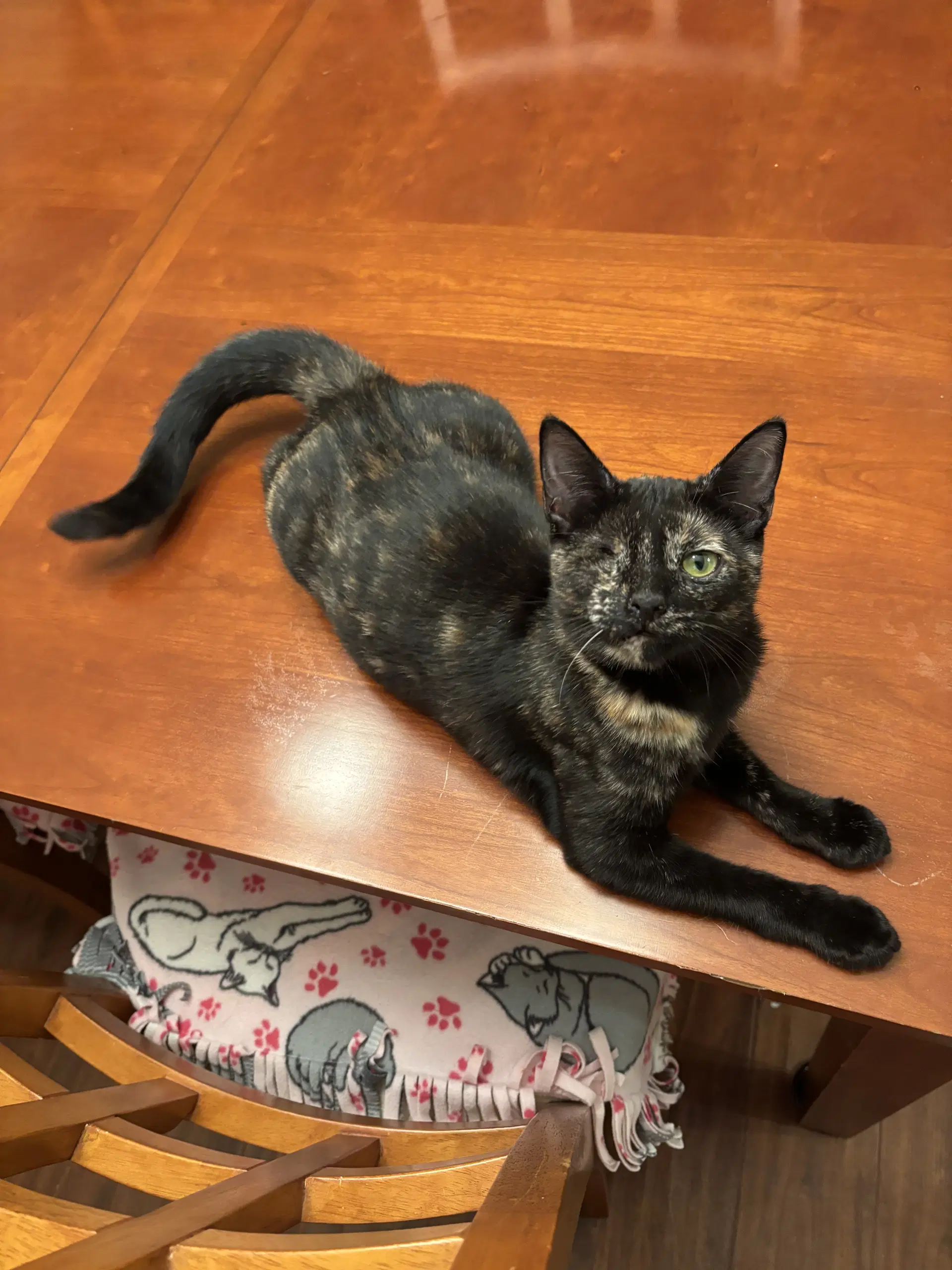 Winkerbelle - Tortoiseshell