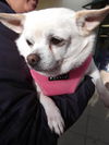 Rosie