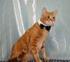 Flynn