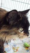Liza