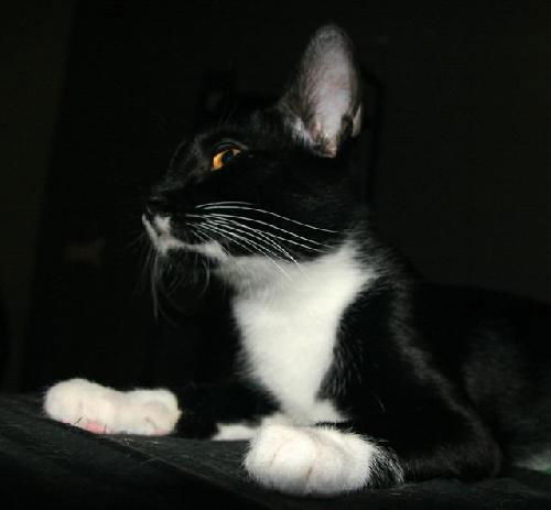 Castor