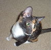 Dhalia