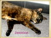Jasmine