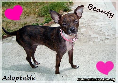 Beauty, the Mange Puppy!