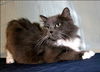 Sheba