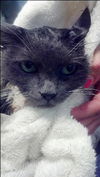 Sheba