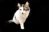 Seraphina
