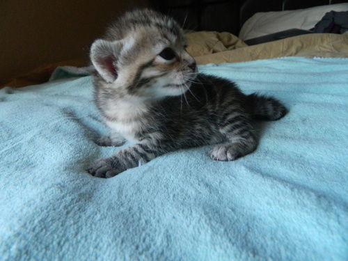 Cinnamon