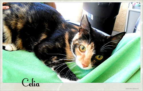 Celia
