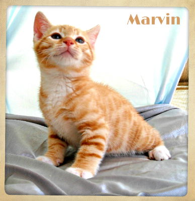 Marvin