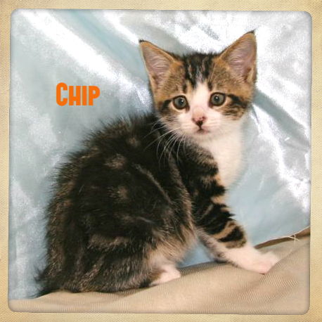 Chip