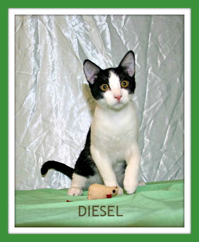 Diesel
