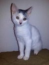 Cami