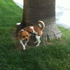 Scrappy