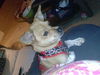 Scrappy