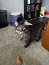 Toby