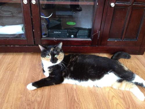 Juniper