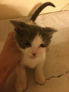 Chachi