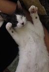 Chachi