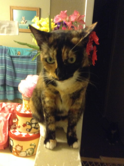 Lily - Courtesy Post