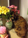 Lily - Courtesy Post