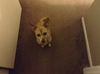 Lilo - Courtesy Post