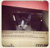KitKat